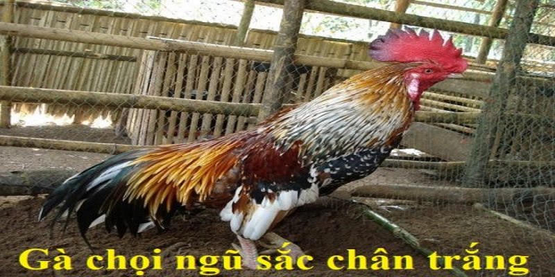 Một số loại gà ngũ sắc nổi bật hiện nay